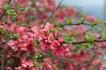 Pink Blossoms on a Tree