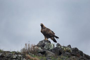 Golden eagle in the Rhodope Mountains. Eagle check surroundings. Life in the Bulgaria mountains. European wildlife. Eagle during rain. 