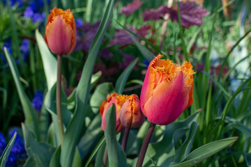 Tulips in a Garden