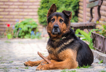 Playful Large German Shepherd Dog	