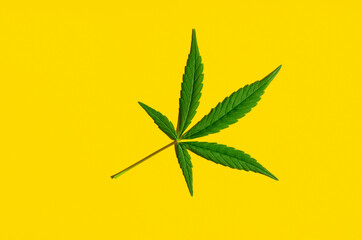 Cannabis green leaf isolated on yellow background. 