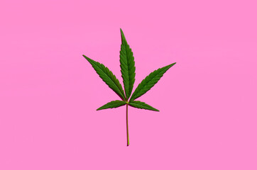 Cannabis green leaf isolated on pink background.