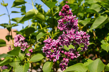 Lilacs in Bloom