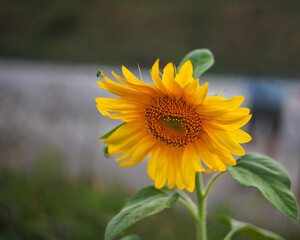 Single sunflower in a field.