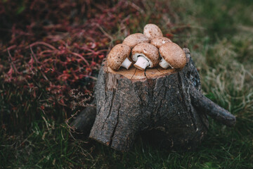 mushrooms champignons lie on a hemp close-up