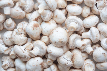 Fresh Champignon mushrooms on farmer market, close-up view