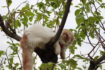 木登り猫　元気な動物