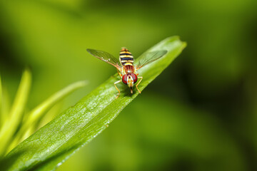 Bee-fly close-up on a leaf.