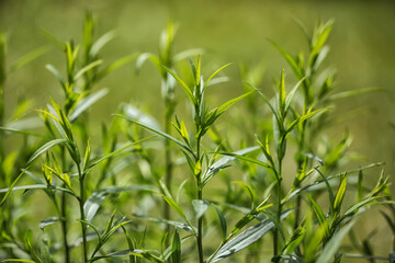 Background with green sprouts during spring.