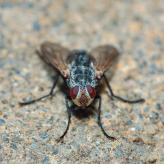 Flesh Fly of the Family Sarcophagidae in macro view