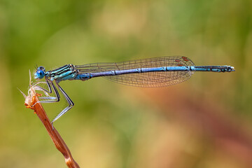 Dragonfly on a plant.