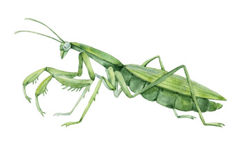 decorative green mantis in profile, invertebrate insect, voracious predator, color illustration on a white background in hand drawn style and watercolor technique - obrazy, fototapety, plakaty