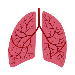 Anatomical human lungs in vector illustration