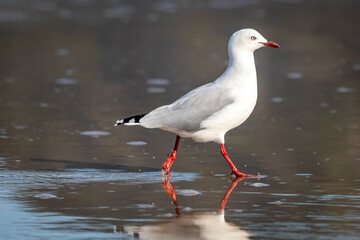 common seagull, Pouawa Marine Reserve, Gisborne, New Zealand 