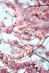 Branches of blossoming pink sakura, soft focus outdoor shot