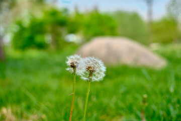 Dandelion and common dandelion with green grass and yellow flowers on the photo with blue sky and city background.