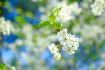 Spring tree. Background with flowering branches