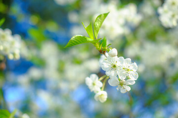 Fototapeta na wymiar Spring tree. Background with flowering branches