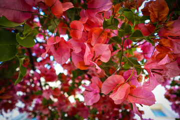 Bougainvillea with pink flowers and green leaves
