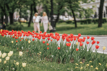 Blurred background of walking happy young girlfriends in park with red tulips on foreground....