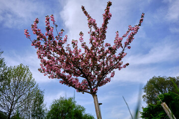 judas tree (cercis siliquastrum) and its magnificent pink color in nature with magnificent blue sky background in Bursa during sunny day.