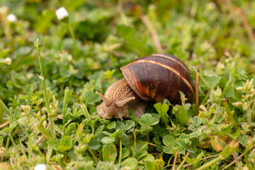 Burgundy snail (Helix pomatia) on wet grass