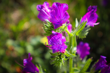 Flower violet purple field natural