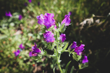 Obraz premium Flower violet purple natural field