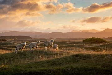 Fototapeten Biblical looking flock of sheep in a roadside field at sunset, Gisborne, New Zealand  © fotoliasc2014