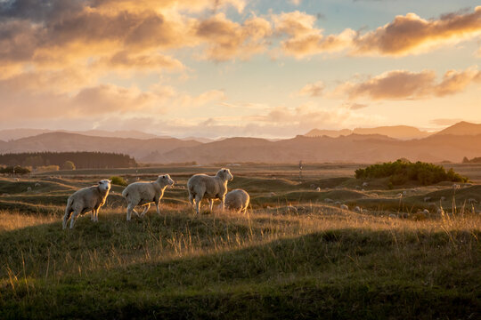 Biblical looking flock of sheep in a roadside field at sunset, Gisborne, New Zealand 