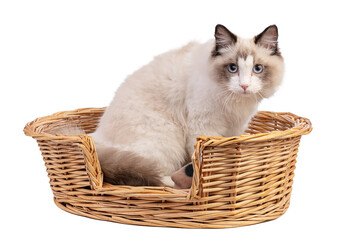 Fototapeta na wymiar Young ragdoll cat six months old in basket