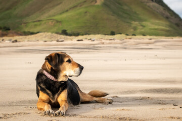 Retired New Zealand Huntaway Sheep dog 