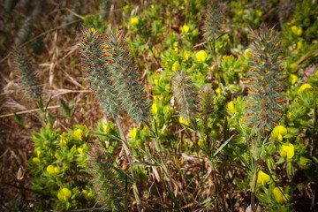 Green wheat spike field natural plants with leaves and flowers