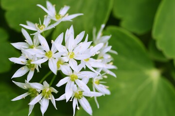 Wild garlic flowers, blooming bear's garlic, spring white flowers background.