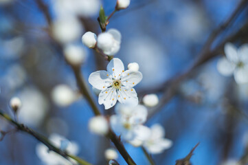 Gently white flowers of flower in tree outdoors in summer spring close-up on turquoise background with soft selective focus. Delicate dreamy image of beauty of nature.