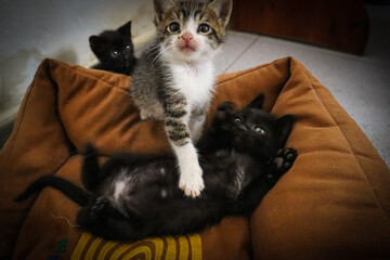 Kittens playing funny baby cats kitten © Rocio