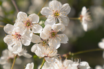 Cherry tree flowers, soft focus