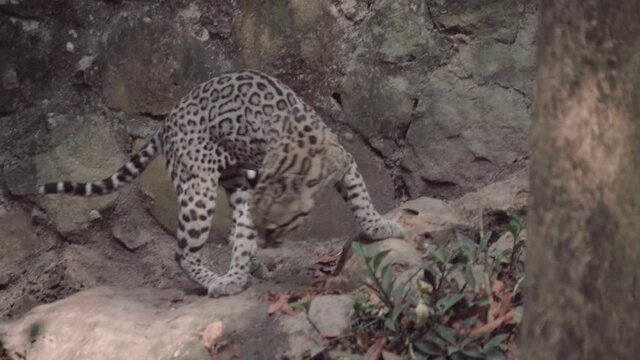 Ocelot wild feline
