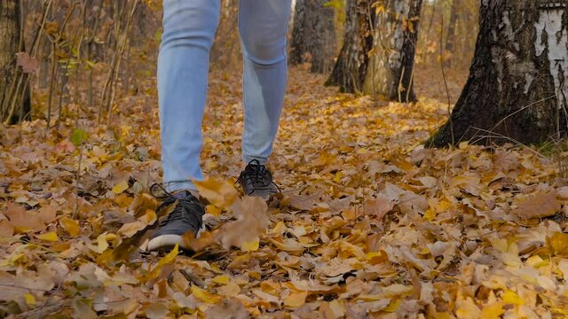 Slow motion: woman legs in blue jeans, black sneakers walking on road with orange fallen leaves in autumn park, forest - close up, low angle steadicam shot. Active outdoor lifestyle, freedom concept