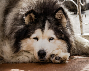Alaskan Malamute dog.