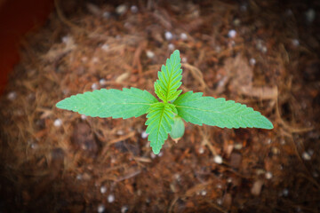 Marijuana cannabis plant weed grass herb natural seedling