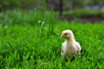 Сhick grazing in farm outdoor, against the background of green grass