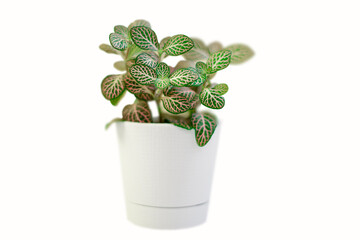 plant in a white pot on a white background