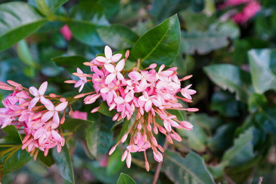 Closeup of the Flame-of-the-woods (Ixora coccinea) flowers