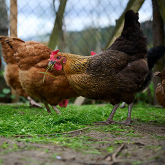 A brown hen eating freshly cut grass