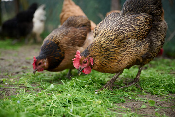 Two hens pecking just picked grass