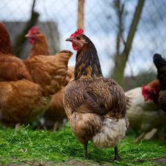 Free-range hens in the yard
