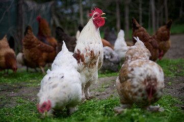 A big white rooster and gray hens. Rooster sings cock songs.