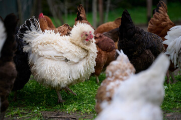 View of a fat white hen standing on a green lawn.