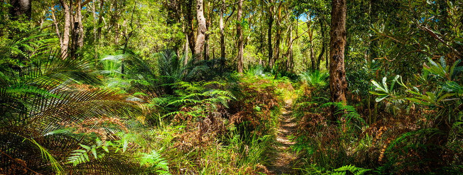 Bush walking track behind 7 mile beach Gerroa NSW Australia, native banalay tree forest with ferns and  burrawang under growth